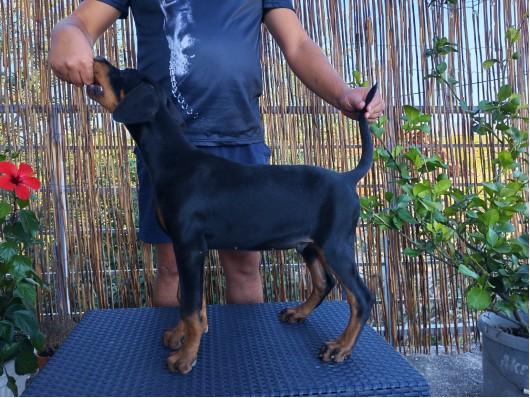 Doberman stene